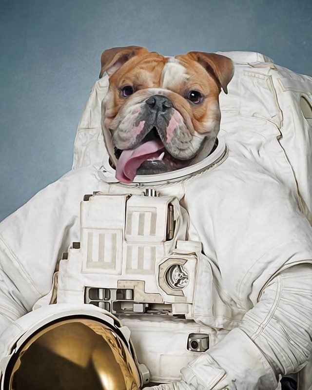Engleski buldog na portretu u belom astronautskom skafanderu